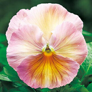 パンジー 種 【 ピカソ アプリコットシェードインプ 】 小袋 ( パンジーの種 )のサムネイル