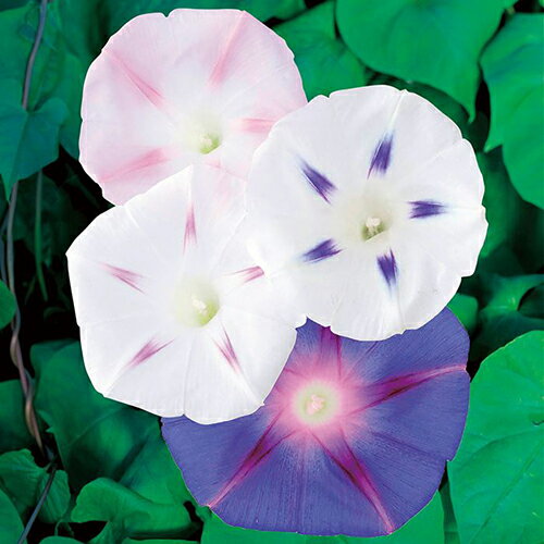 朝顔 種 【 西洋系 星の混合 】 実咲小袋 （ 朝顔の種 ）のサムネイル