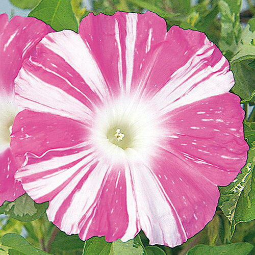 牵牛花 - 朝顔 種 【 暁の舞 】 実咲小袋 （ 朝顔の種 ）