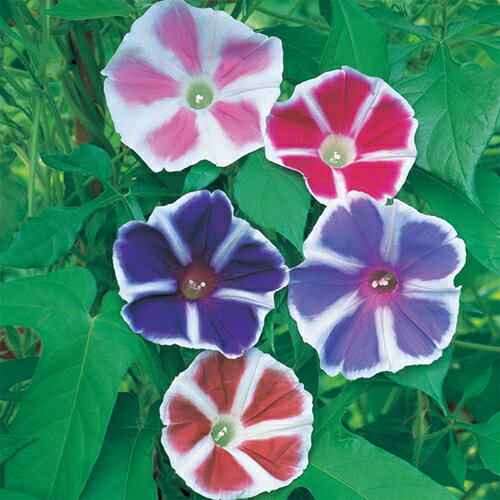 朝顔 種 【 曜白混合 】 実咲小袋 （ 朝顔の種 ）のサムネイル