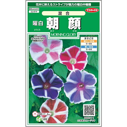 朝顔 種 【 曜白混合 】 実咲小袋 （ 朝顔の種 ）