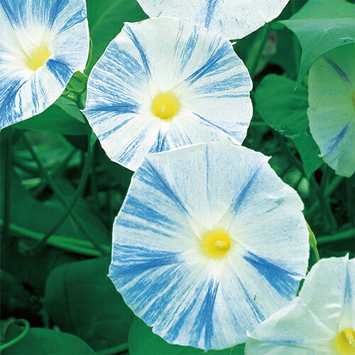 朝顔 種 【 西洋系 フライングソーサー 】 実咲小袋 （ 朝顔の種 ）のサムネイル