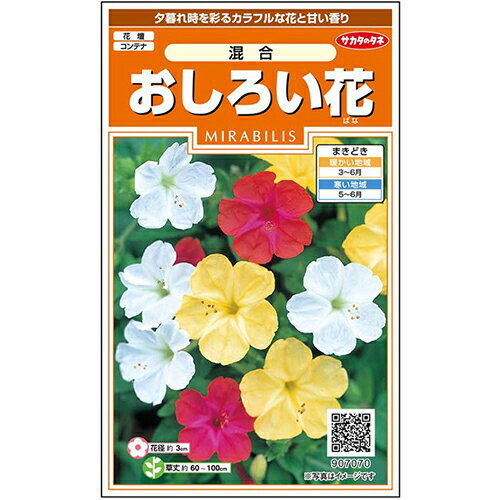 おしろい花 種 【 混合 】 実咲小袋 （ おしろい花の種 ）