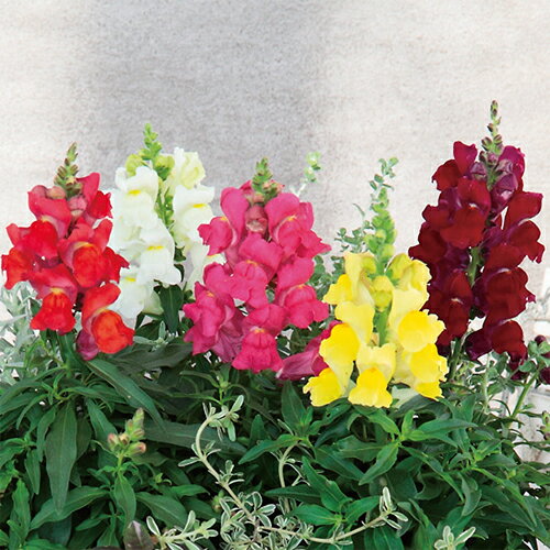 金魚草 種 【 キャンディートップスミックス 】 実咲小袋 （ 金魚草の種 ）