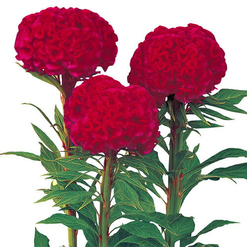 久留米けいとう 種 【 切り花用 かがやき 】 実咲小袋 （ 久留米けいとうの種 ）