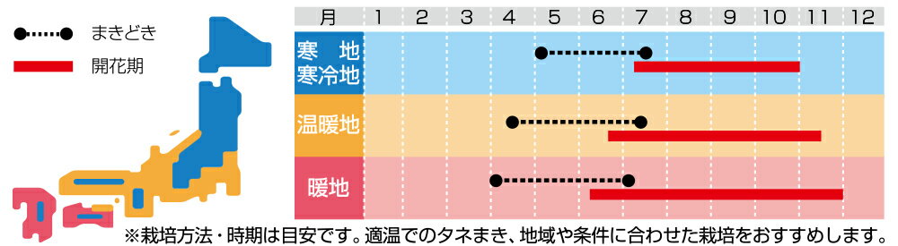 コスモス 種 【 黄花コスモス 混合 】 実咲小袋 （ コスモスの種 ）