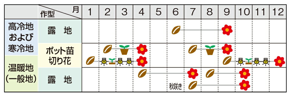 コスモス 種 【 黄花コスモス 混合 】 実咲小袋 （ コスモスの種 ）