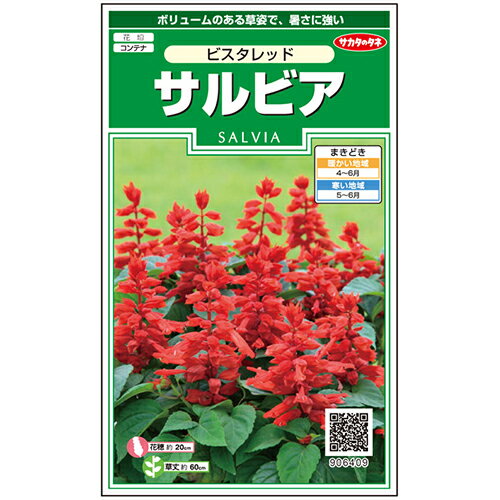 サルビア 種 【 ビスタレッド 】 実咲小袋 （ サルビアの種 ）
