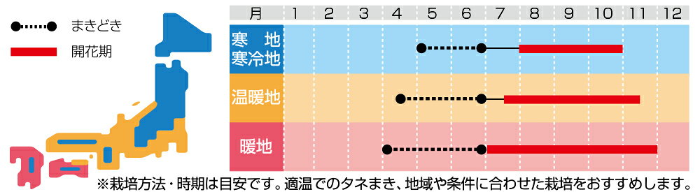 サルビア 種 【 ホットジャズスペシャル 】 実咲小袋 （ サルビアの種 ）