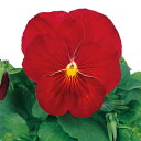 パンジー 種 【 パシオ クリアスカーレット 】 実咲小袋 ( パンジーの種 )