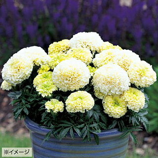 アフリカンマリーゴールド 種 【 ホワイトゴールドミニ 】 小袋 ( アフリカンマリーゴールドの種 )...