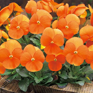 5250332.jpg?_ex=320x320&s=2&r=1