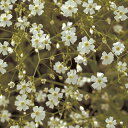 かすみ草 種 【 コベントガーデン 】 小袋 ( かすみ草の種 花の種 )