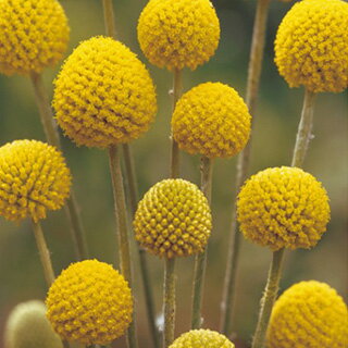 クラスペディア 種 【 グロボーサ ゴールドスティック 】 小袋 クラスペディアの種 花の種 