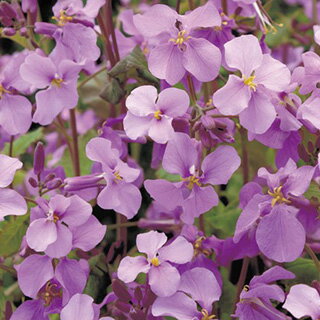 紫花菜 オオアラセイトウ 種 【 紫花菜 】 小袋 （ 紫花菜 オオアラセイトウの種 花の種 ）