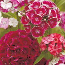 なでしこ 種 【 美女なでしこ 高性混合 】 小袋 ( なでしこの種 花の種 )