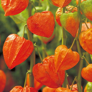 ほおずき 種 【 丹波ほおずき 】 小袋 （ ほおずきの種 花の種 ）のサムネイル