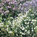 わすれな草 種 【 アルペストリス 混合 】 小袋 ( わすれな草の種 花の種 )