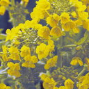 花菜 種 【 京都伏見寒咲 】 徳用パック ( 花菜の種 花の種 )