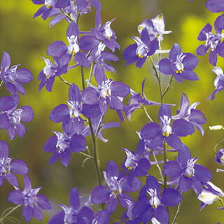 千鳥草 種 【 ブルースイング 】 小袋 （ 千鳥草の種 花の種 ）