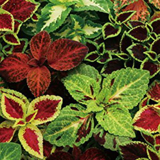 コリウス 種 【 ウィザード混合 】 1ml （ コリウスの種 花の種 ）のサムネイル