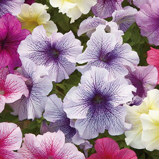 ペチュニア 種 【 F1プリズム サンデーミックス 】 小袋 （ ペチュニアの種 花の種 ）のサムネイル