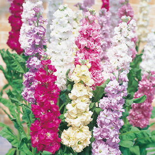 ストック 種 【 切り花用早生系 混合 】 実咲小袋 （ ストックの種 花の種 ）のサムネイル