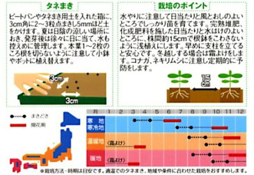 ストック 種 【 切り花用早生系 混合 】 実咲小袋 （ ストックの種 花の種 ）