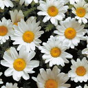 クリサンセマム 種 【 パルドサム スノーランド 】 10ml ( クリサンセマムの種 花の種 )
