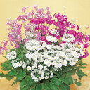 プリムラ マラコイデス 種 【 うぐいす混合 】 実咲小袋 ( プリムラ マラコイデスの種 花の種 )