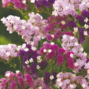 リモニューム 種 【 ソピア混合 】 小袋(1ml) ( リモニュームの種 花の種 )