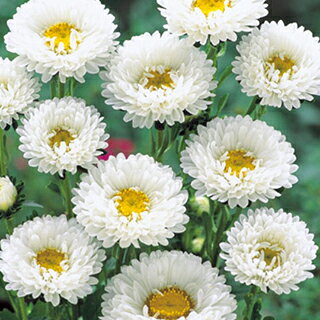 アスター 種 【 白くれない 】 小袋(10ml) （ アスターの種 花の種 ）