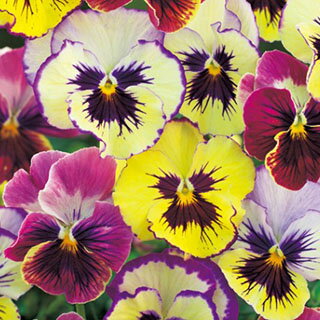 パンジー 種 【 フローラルデイズ ラズベリー 】 1ml （ パンジーの種 ）のサムネイル