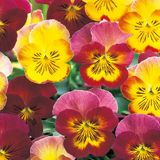 パンジー 種 【 フローラルデイズ モーニングデュー 】 小袋 （ パンジーの種 ）のサムネイル