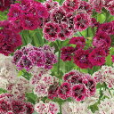 なでしこ 種 【 ケンジントンミックス 】 小袋 ( なでしこの種 花の種 )