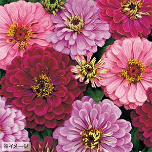 百日草 種 【 アートデコ 】 小袋 （ 百日草の種 ）のサムネイル