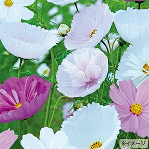 コスモス 種 【 カップケーキ＆ソーサーズ 】 小袋 （ コスモスの種 ）のサムネイル