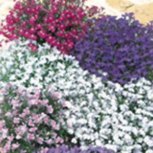 ロベリア 種 リビエラ ミックス 実咲小袋 ロベリアの種 春の花種 農業屋 Com ロベリア 種 リビエラ ミックス 実咲小袋 ロベリアの種 春の花種 農業屋 Com