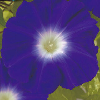 朝顔 種 【 宵の月 】 小袋（約15粒） （朝顔の種 花の種 ）のサムネイル