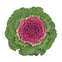 葉牡丹 種 【 紅霧 】 小袋 ( 葉牡丹の種 )
