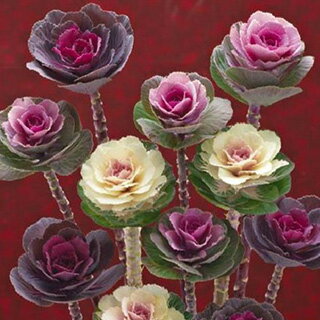 葉牡丹 種 【 F1 スウィートミックス 】 小袋 （ 葉牡丹の種 花の種 ）のサムネイル