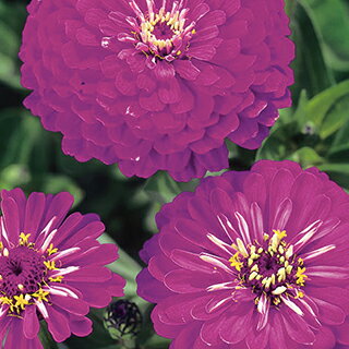 百日草 種 【 ダリア咲　ドリーム 】 小袋 （ 百日草の種 ）