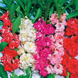 楽天市場 鳳仙花 種 椿咲 混合 小袋 約100粒 鳳仙花の種 花の種 菜園くらぶ 家庭菜園の専門店