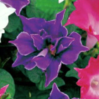 朝顔 種 【 桔梗咲 紫色 】 小袋 （ 朝顔の種 ）のサムネイル