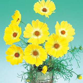 コスモス（秋桜） 種 【 イエローキャンパス 】 小袋 （ コスモス（秋桜）の種 花の種 ）のサムネイル