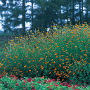 フレンチマリーゴールド（孔雀草） 種  小袋（約5ml） （ フレンチマリーゴールド（孔雀草）の種 花の種 ）