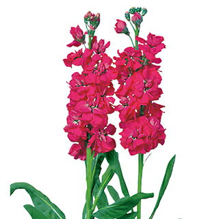 ストック 種 【 秋の光 】 10ml （ ストックの種 花の種 ）