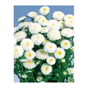 アスター 種 【 あずみ ホワイト 】 20ml ( アスターの種 花の種 )