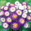 アスター 種 【 松本 トップパープル 】 実咲小袋 ( アスターの種 花の種 )