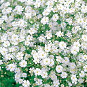 かすみ草 種 【 コベントガーデンマーケット 】 実咲小袋 ( かすみ草の種 花の種 )